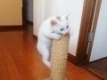 我が家に白い子猫がやってきた　うまく登れないよぉ～！　I can not climb well