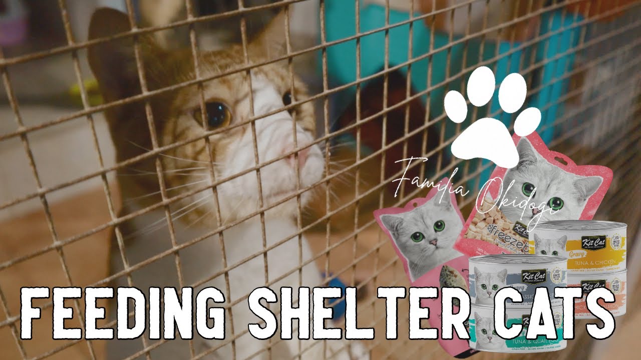 SHELTER CATS REVIEW PREMIUM CAT SNACKS