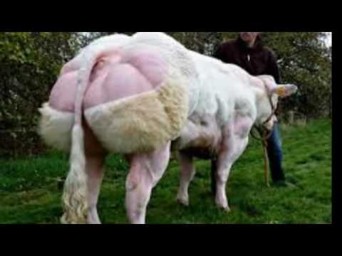 Steroid cow