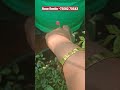 Rose Bestie Organic Fertilizer Offer going On💥💥#rosecaring #Best Rose Food #gardening #rose #roja 🌹🌹