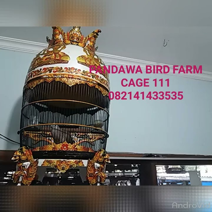 Peternak Perkutut Kediri(3)