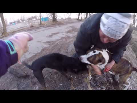 Video: Jinsi Ya Kujua Ikiwa Unapaswa Kuwa Na Terrier American Bull Terrier