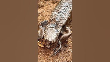 Con rắn mối bị tấn công #shorts #short