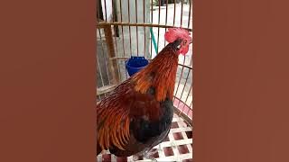 Ayam Hutan Merah Jawa Original//Jinak Gacor Dorr