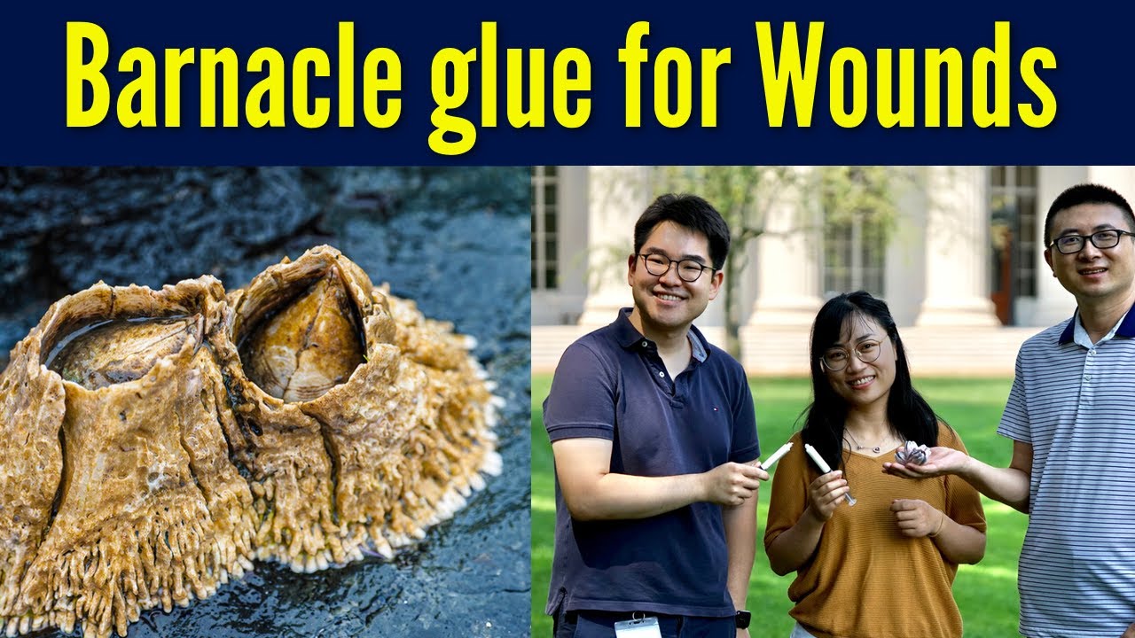 Bioinspired, bloodrepelling tissue glue could seal wounds quickly