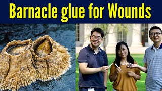 Bio-inspired, blood-repelling tissue glue could seal wounds quickly | Barnacle glue paste