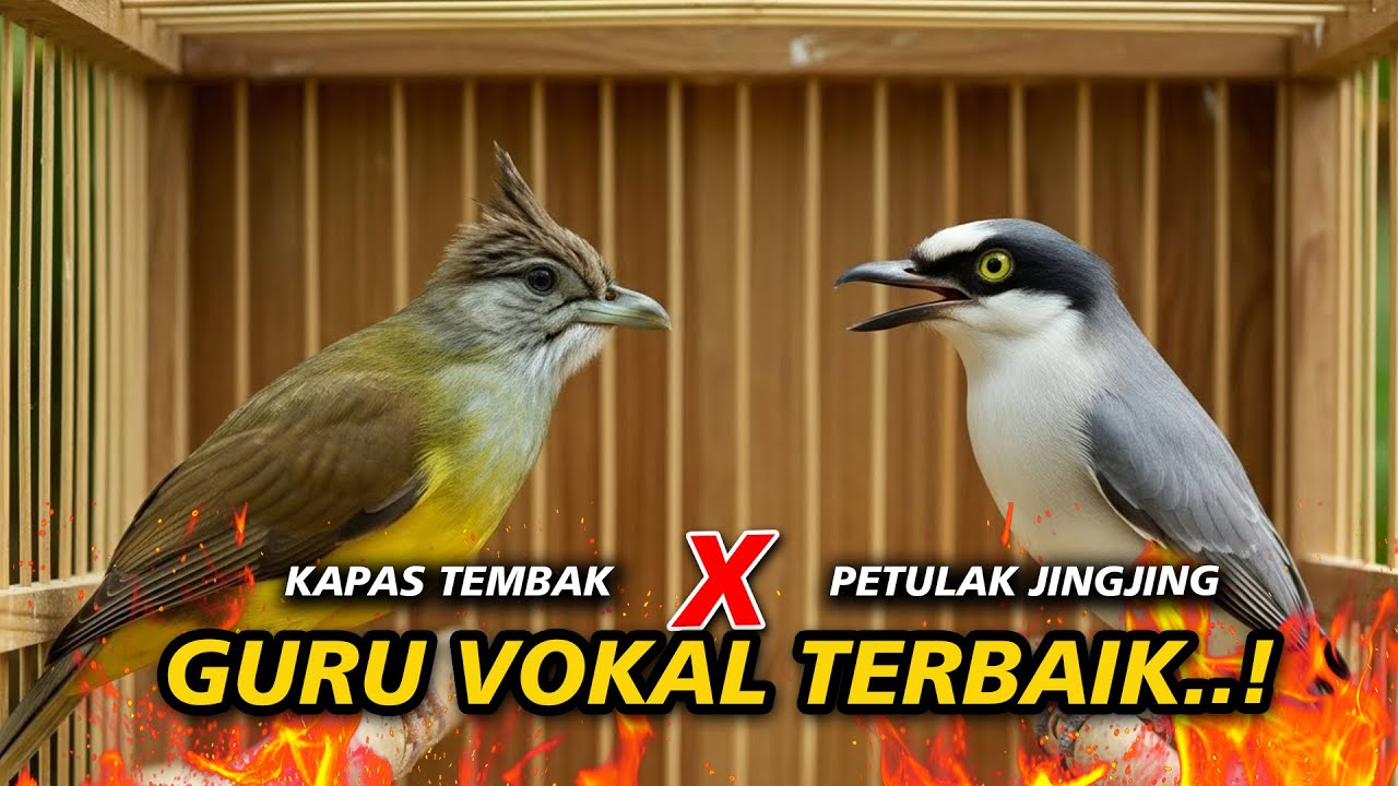 GURU VOKAL TERBAIK | PETULAK JINGJING VS KAPAS TEMBAK ROLL PANJANG