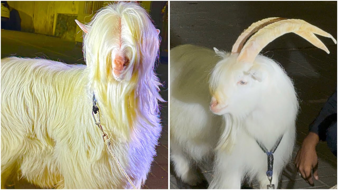 India’s Most Beautiful Bantam Goat & Xing Bakra in Pune