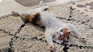 Cats Who Love Dramatic More Than Anything - Funny Cat Videos