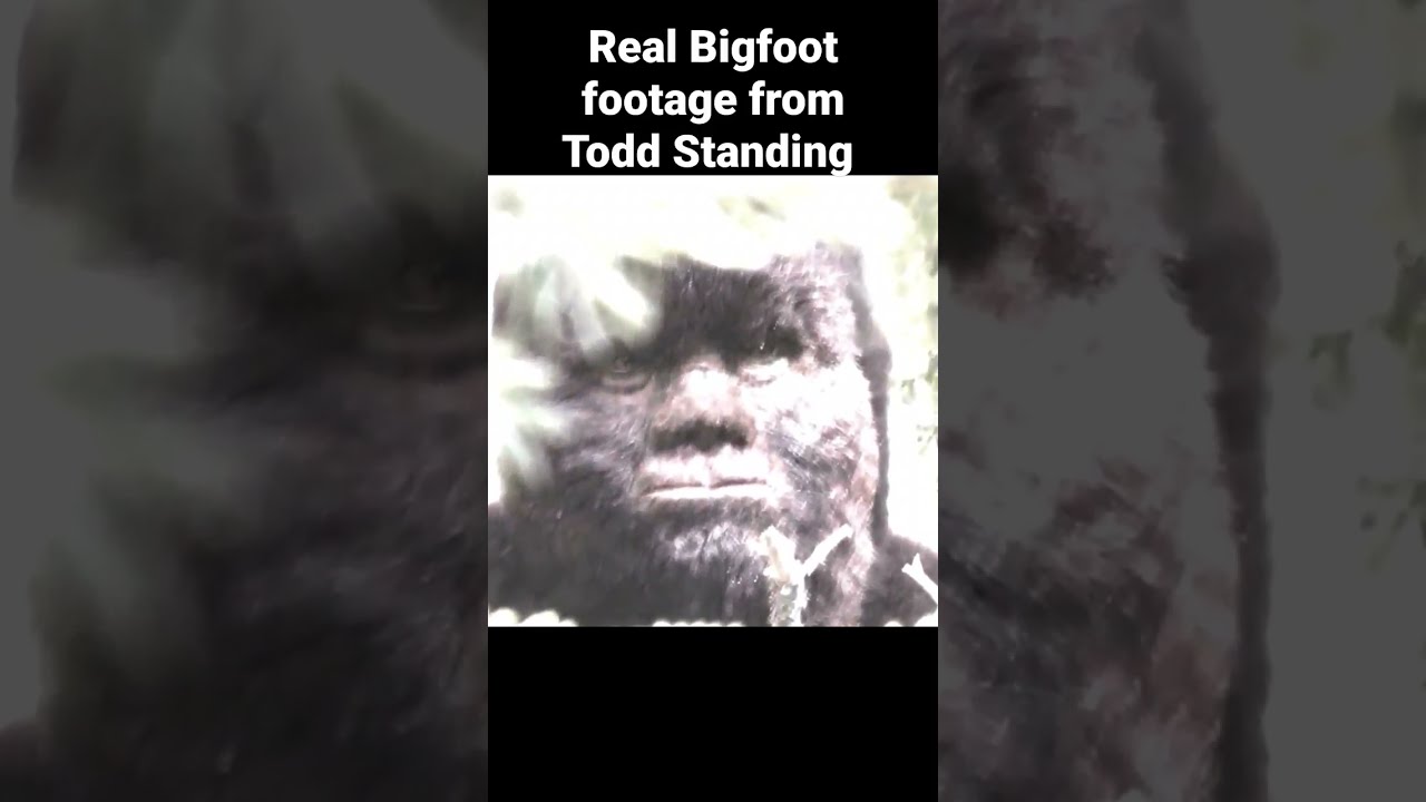 Todd Standing S Real Bigfoot Footage Bigfootvideo Sasquatch Toddstanding