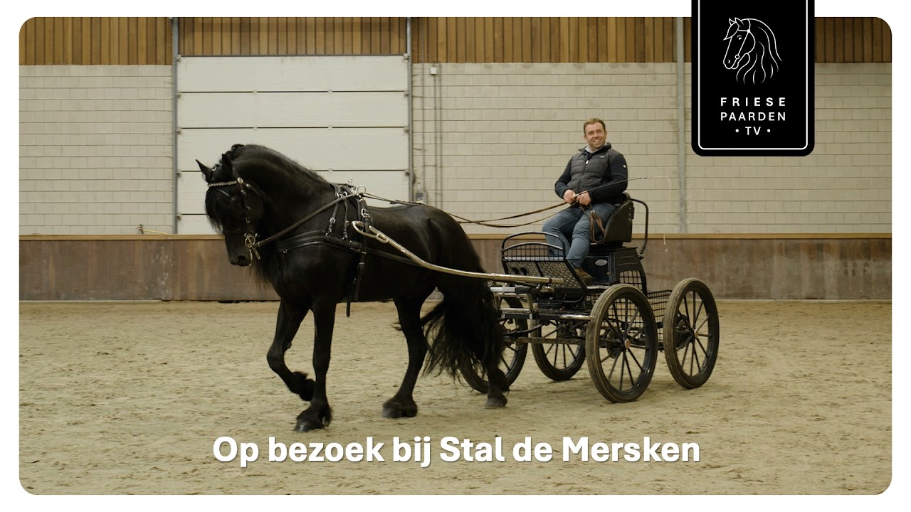 Friese Paarden TV special - Op bezoek bij Stal de Mersken | Friese Paarden TV