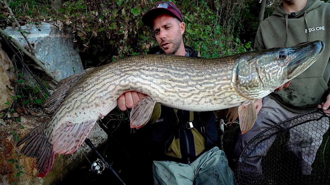 Pesca da RIVA ai Grossi LUCCI - Big PIKE from SHORE