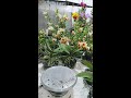 chào buổi tối #hoalan #orchid #hoalanhocmon #hodiepdorrital #damari