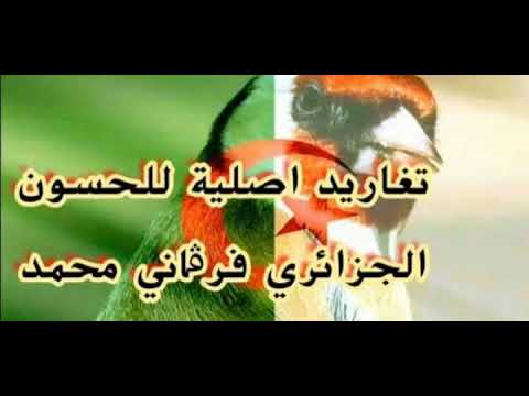 تغريد الحسون الجزائري لي اسمو باينام زعامة بصحتكم خاوتي تغريد بحث عنه الكثير