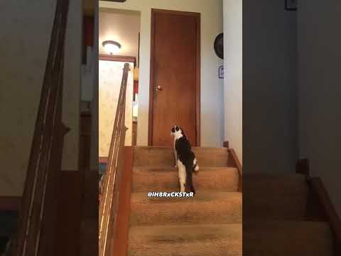 The Most Epic Cat Slap Ever! - RxCKSTxR Comedy Voiceover
