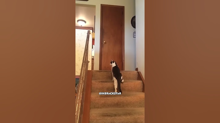 The Most Epic Cat Slap Ever! - RxCKSTxR Comedy Voiceover