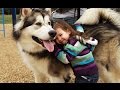 Alaskan Malamute Dog Playing And Showing Love To Babies Compilation - Dog Loves Baby Videos