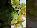 very beautiful ayurvedic plant pattharchatta#amazingnature #gardningtips