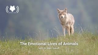 The Emotional Lives of Animals with Dr. Marc Bekoff