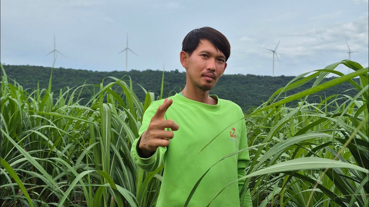 มาดูอ้อยร่องเดี่ยว ตอแรก เป็นอย่างไร ดีไหม