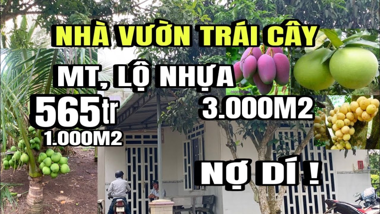 tình cảnh khó khăn, chính chủ bán gấp nhà vườn trái cây, MT, lộ nhựa, Huyện Xuyên mộc cũ