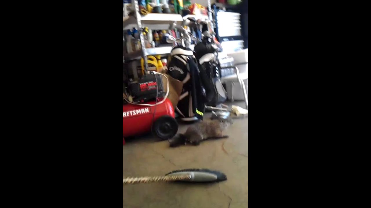 Woodchuck in the Garage. YouTube