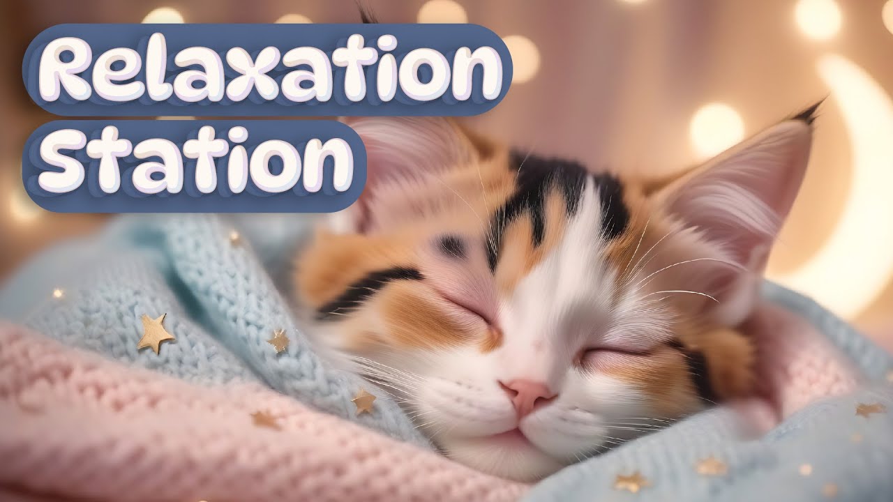 Fresh Look at Relaxation Station Soothing Kittens In Dreamland