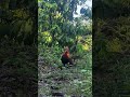 Wild chicken trap