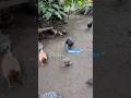 Masarap yan #shortvideo #provincelife #chickens #manokbisaya #manokan