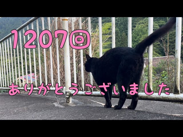 坂道で追いかけてくる黒ねこちゃん No.1207 2026年 6月 30
