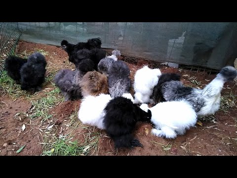 Colorful Silkie Chickens🐔🐓 | White, Black, Grey, Brown and Gold Silkie Chickens