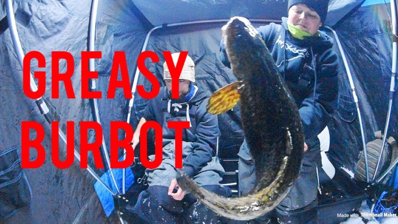 MINNESOTA BURBOT (BIG) YouTube