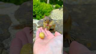 FEEDING CHIPMUNKS PEANUTS 🥜🐿😋 #shorts