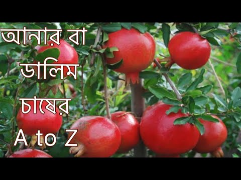 ভিডিও: কালো Currant ছাঁটাই: স্কিম অনুযায়ী কিভাবে Bushes সঠিকভাবে ছাঁটাই? কোন শাখায় বেদানা ফল ধরে? এটি কাটার সেরা সময় কখন?