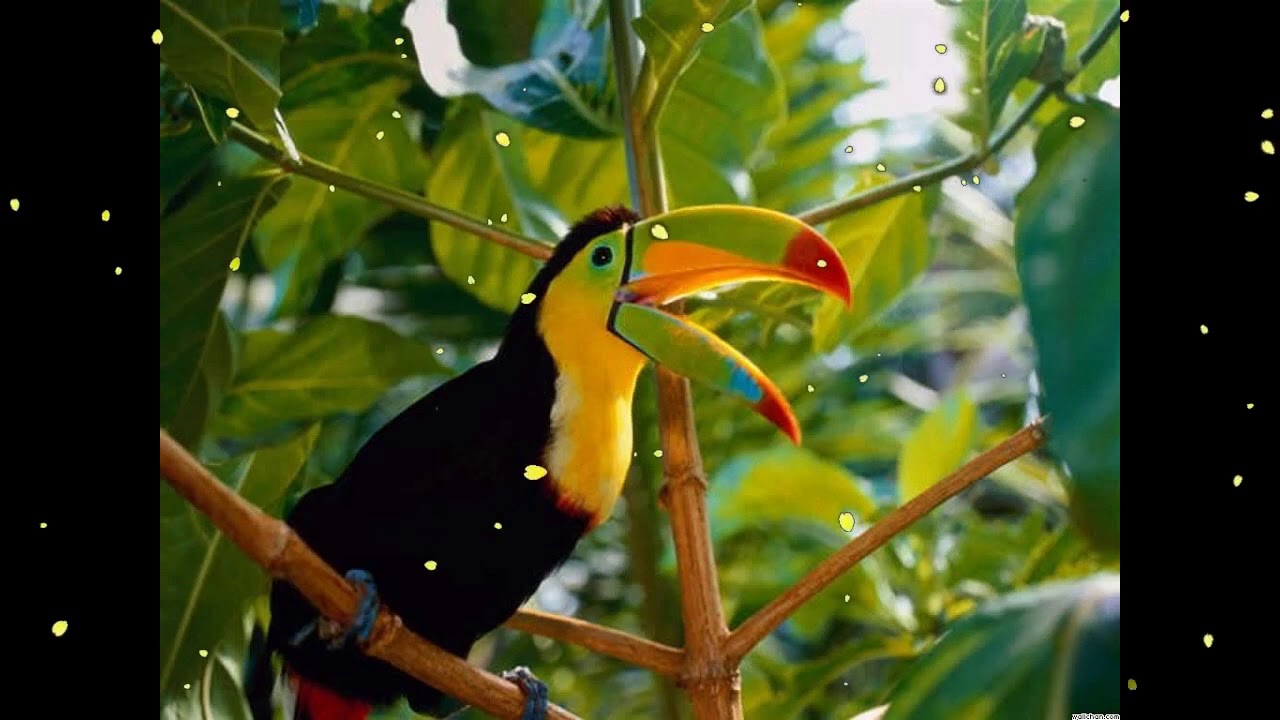 Best Relaxing Jungle Sounds Tropical Amazon Rainforest With Distant