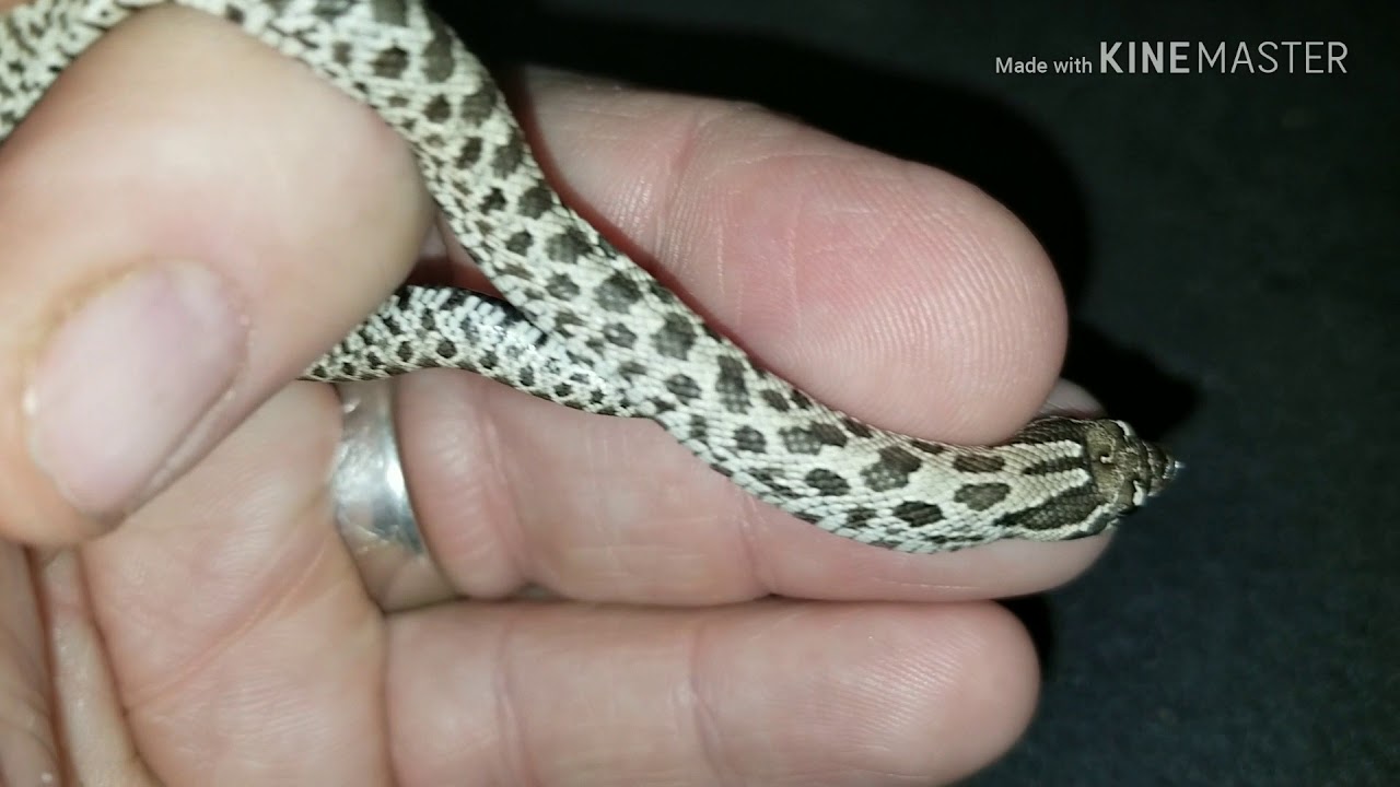 pythons for sale More Baby Reptiles WOW !!!!