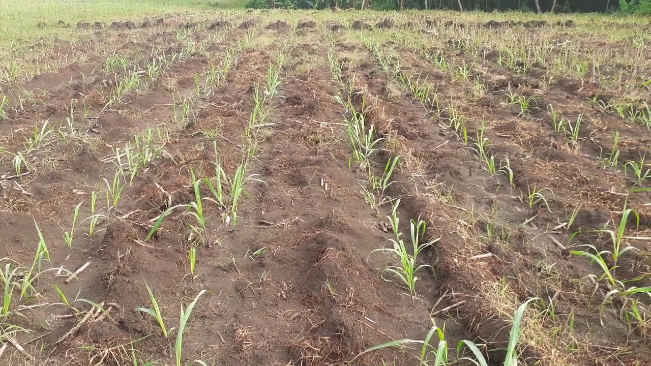Pentingnya pengairan dan patusan dalam budidaya tebu