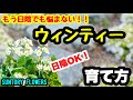 ◆日陰で育つ貴重な花【ウィンティー】の育て方🌱
