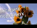 ПОДСОЛНУХИ цветы -  живые солнечные батарейки