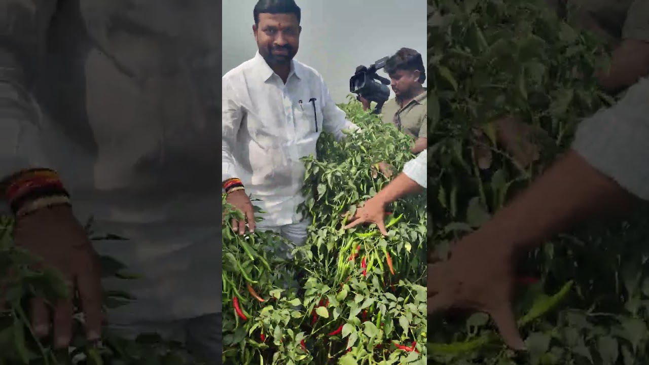 40 క్వింటాలు దిగుబడి ఇచ్చు నాటు మిరప రకం 