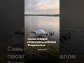 Семья лебедей поселилась на Малом Талдыколе 🦢 Часть вторая. #астана #astana #талдыколь