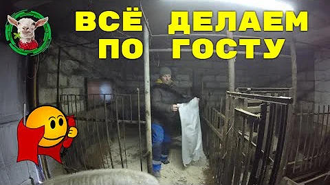 Древесные опилки поросятам - это  антисептик
