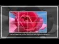 Lynn Anderson Rose Garden Lyrics