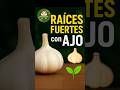 👉 “Fungicida y enraizante casero con AJO 😱 ¡Olvídate de gastar dinero en químicos!” #plantas