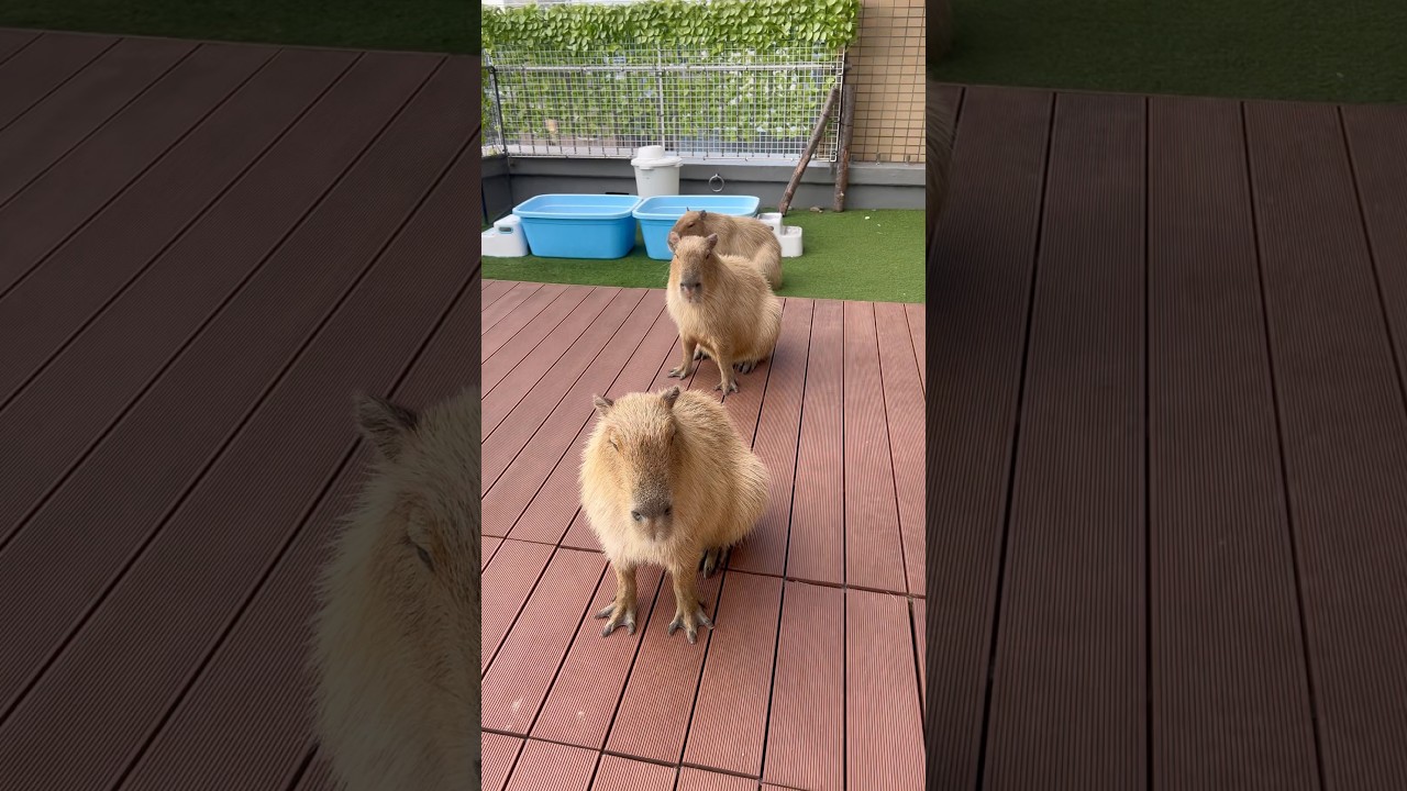 No cutting in line!🐹🐹🐹 #capybara #capybaracafe #cappiness #shinjuku #animalcafe