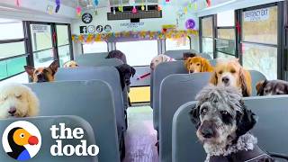 Dog Walker Bought A School Bus To Take Dogs To Recess Every Day | The Dodo