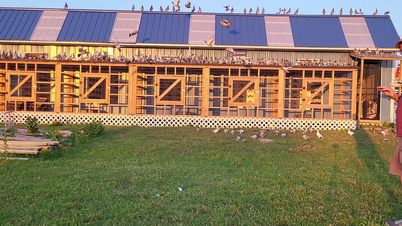 Racing Pigeons Trapping In (outside view)