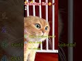 😂❤️ #cats#funny#Popular#Cute pet