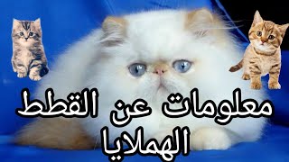 معلومات عن القطط الهملايا 🐈🐈