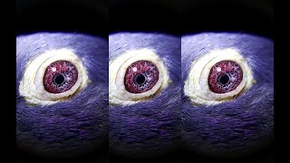 Most Beautiful Pigeon Eye In The World